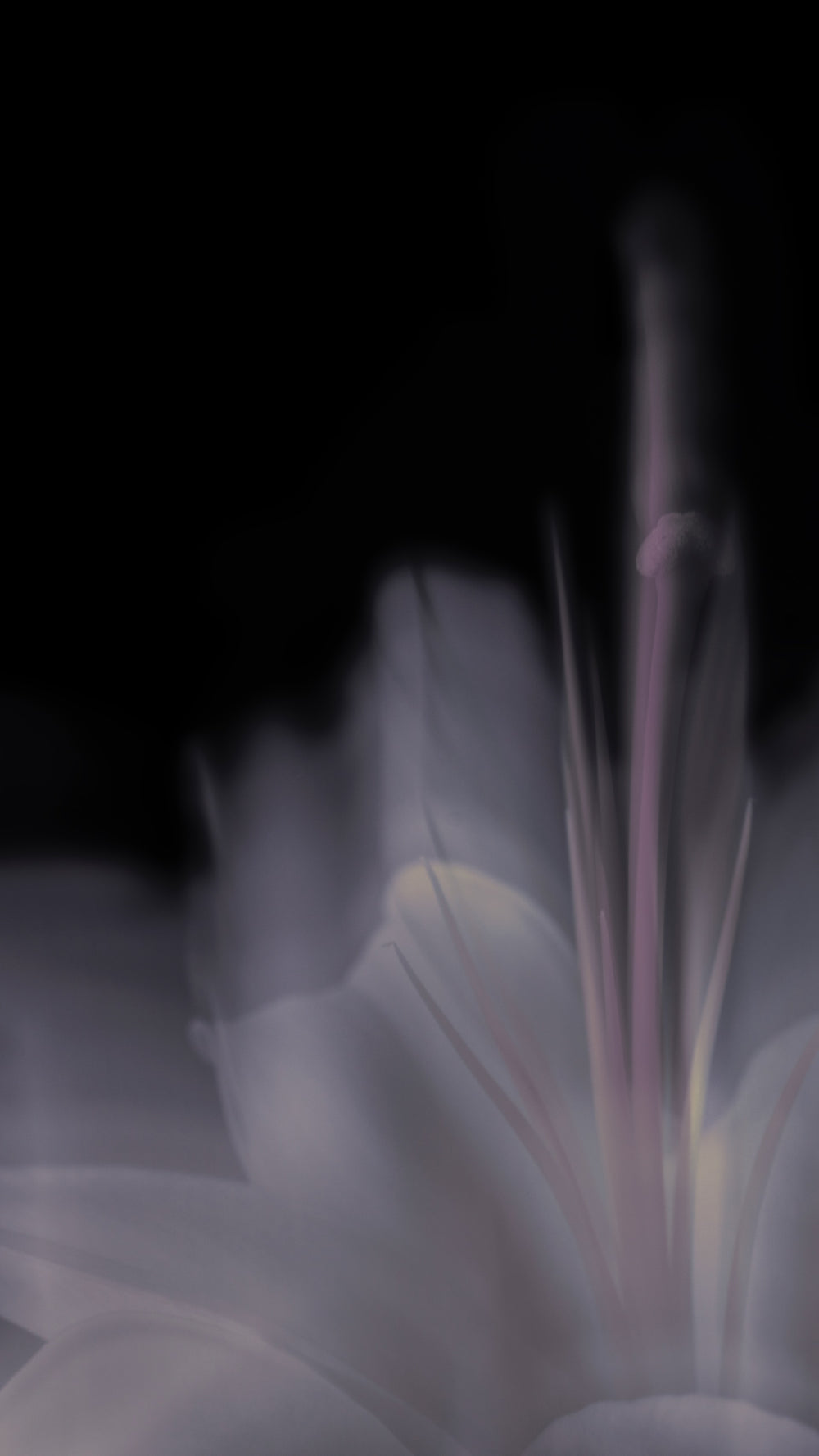 Blurred purple flower as the background of Motif Abundance Plumping Phytoceramide Cleanser face wash mask