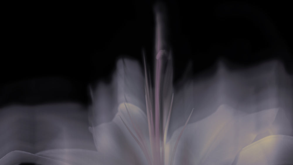 Blurred purple flower as the background of Motif Abundance Plumping Phytoceramide Cleanser face wash mask