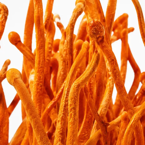 Cordyceps Sinensis Extract