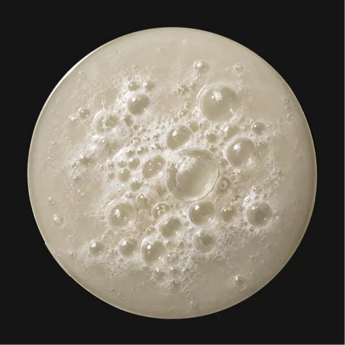 Lactobacillus Ferment