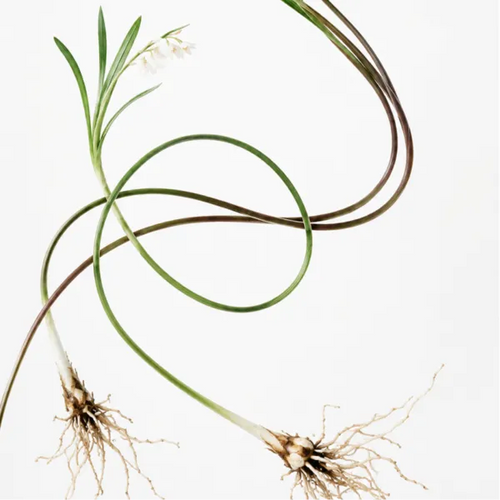 Mondo Grass Root Extract