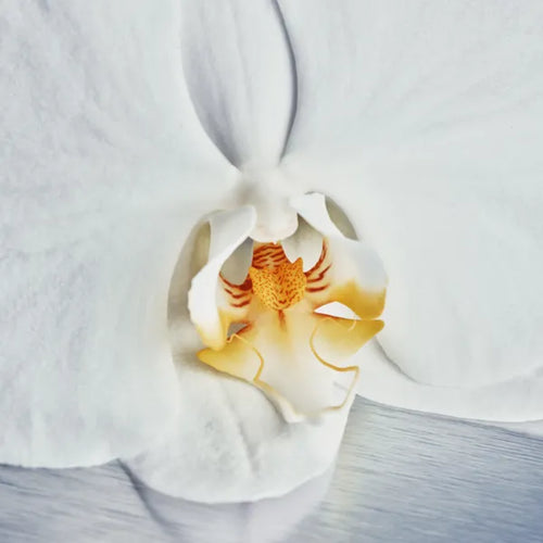 Orchid Extract
