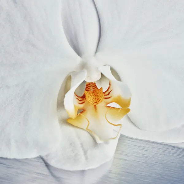Orchid