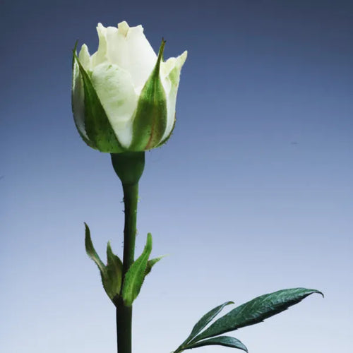 Rose Extract