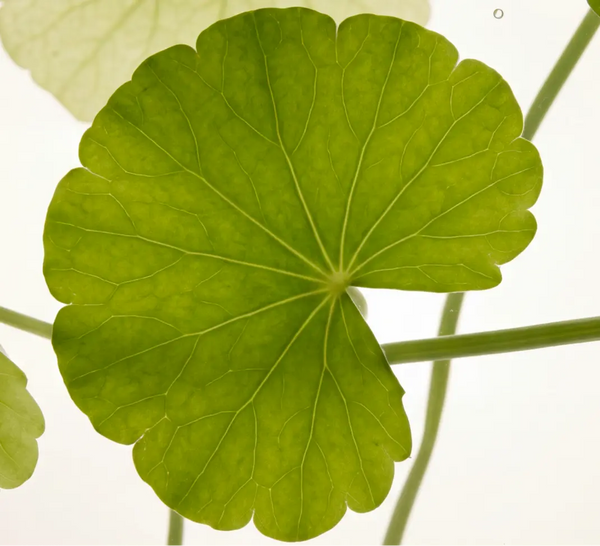 Centella Asiatica