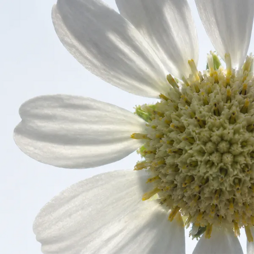 False Daisy Extract