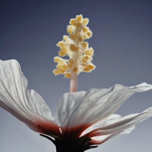 Hibiscus Fruit Extract