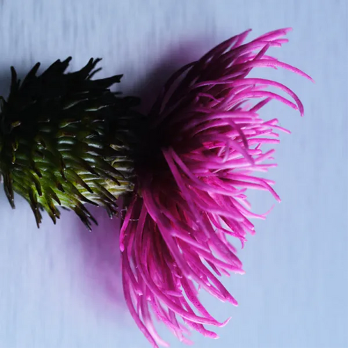 Milk Thistle Extract