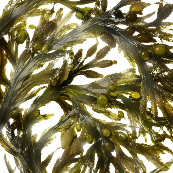 Pelvetia (Algae)