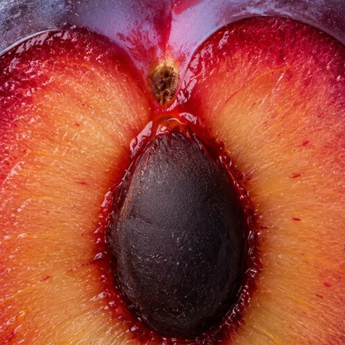 Plum Seed Extract
