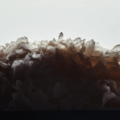 Snow Mushroom Extract