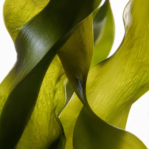 Wakame Extract