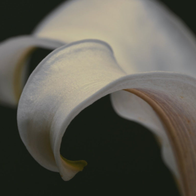 Petal of soft white lily flower to show natural skincare ingredients
