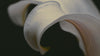  Petal of soft white lily flower to show natural skincare ingredients 